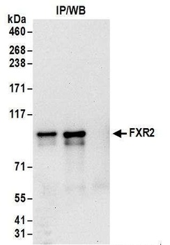 Rabbit anti-FXR2 Antibody