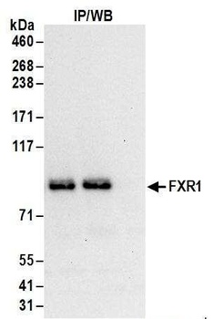 Rabbit anti-FXR1 Antibody