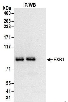 FXR1 Antibody