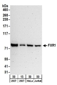 Rabbit anti-FXR1 Antibody