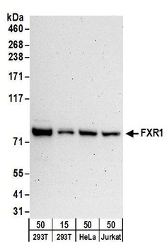 FXR1 Antibody