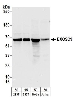 EXOSC9 Antibody