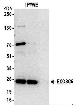 EXOSC5 Antibody
