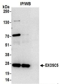 Rabbit anti-EXOSC5 Antibody