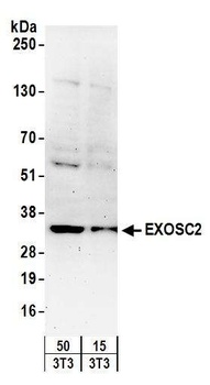 Rabbit anti-EXOSC2 Antibody