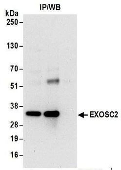 Rabbit anti-EXOSC2 Antibody