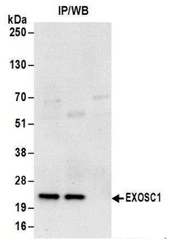 EXOSC1 Antibody