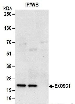 Rabbit anti-EXOSC1 Antibody
