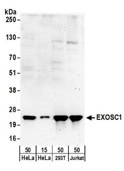 Rabbit anti-EXOSC1 Antibody