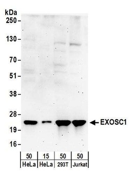 EXOSC1 Antibody