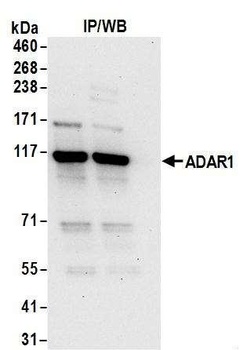 Rabbit anti-ADAR1 Antibody