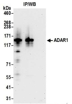 Rabbit anti-ADAR1 Antibody