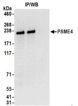Rabbit anti-PSME4 Antibody