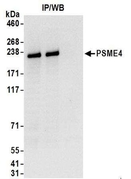 PSME4 Antibody