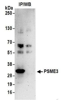 Rabbit anti-PSME3 Antibody