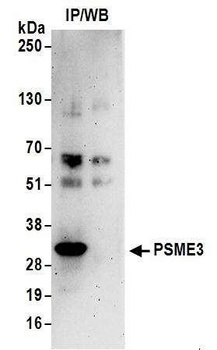 PSME3 Antibody