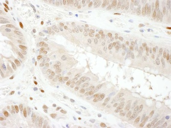 Goat GAPDH Antibody
