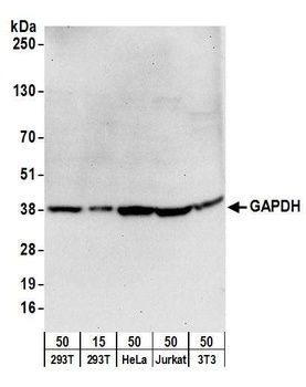 Goat GAPDH Antibody