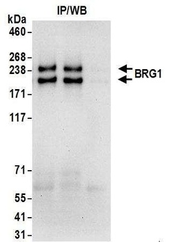 BRG1/SMARCA4 Antibody