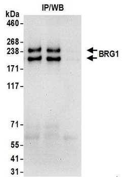 Goat anti-BRG1/SMARCA4 Antibody