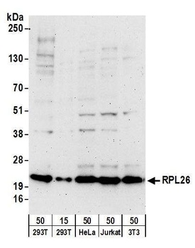 Goat RPL26 Antibody