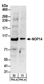 Rabbit anti-NOP14 Antibody