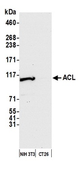 Rabbit ACL Antibody