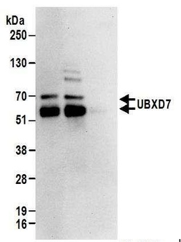 UBXD7 Antibody