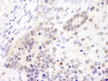 Rabbit anti-Cul4B Antibody
