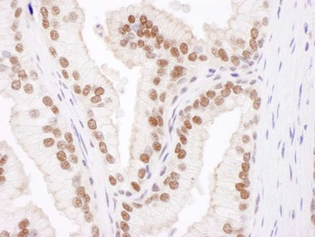 Rabbit anti-Cul4B Antibody