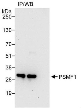 Rabbit anti-PSMF1 Antibody