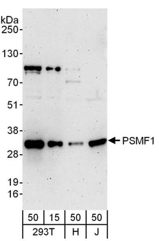 Rabbit anti-PSMF1 Antibody