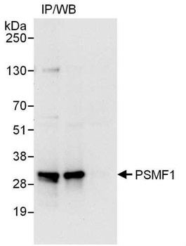 Rabbit anti-PSMF1 Antibody