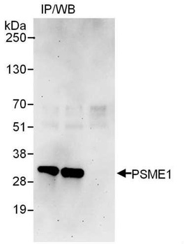 Rabbit anti-PSME1 Antibody