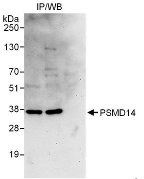 Rabbit anti-PSMD14 Antibody