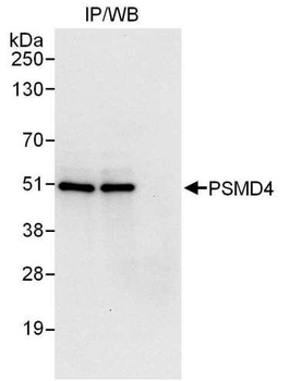Rabbit anti-PSMD4 Antibody