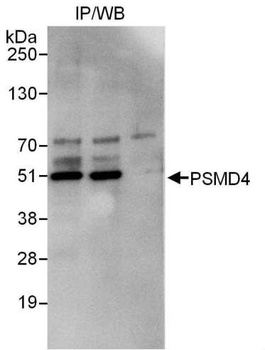 Rabbit anti-PSMD4 Antibody