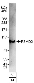 Rabbit anti-PSMD2 Antibody