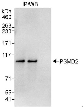 Rabbit anti-PSMD2 Antibody