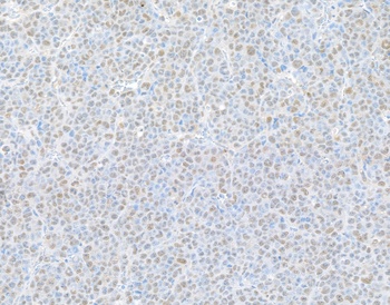 PSMD1 Antibody