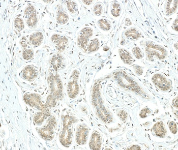 PSMD1 Antibody