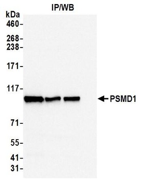 PSMD1 Antibody