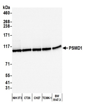 PSMD1 Antibody