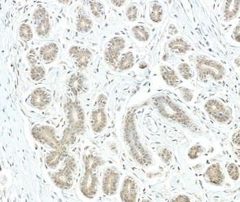 Rabbit anti-PSMD1 Antibody