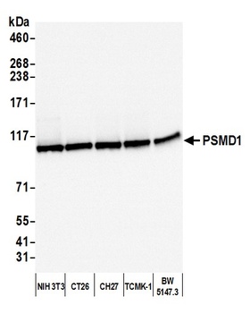 Rabbit anti-PSMD1 Antibody