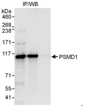 Rabbit anti-PSMD1 Antibody