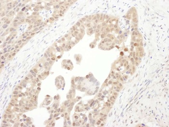 PSMC4 Antibody