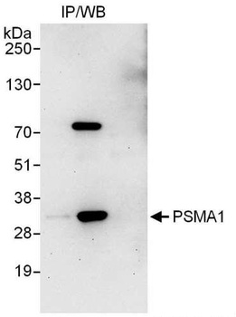 Rabbit anti-PSMA1 Antibody