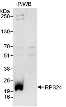 Rabbit anti-RPS24 Antibody