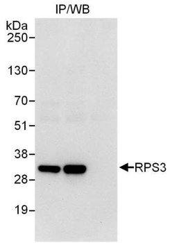 RPS3 Antibody